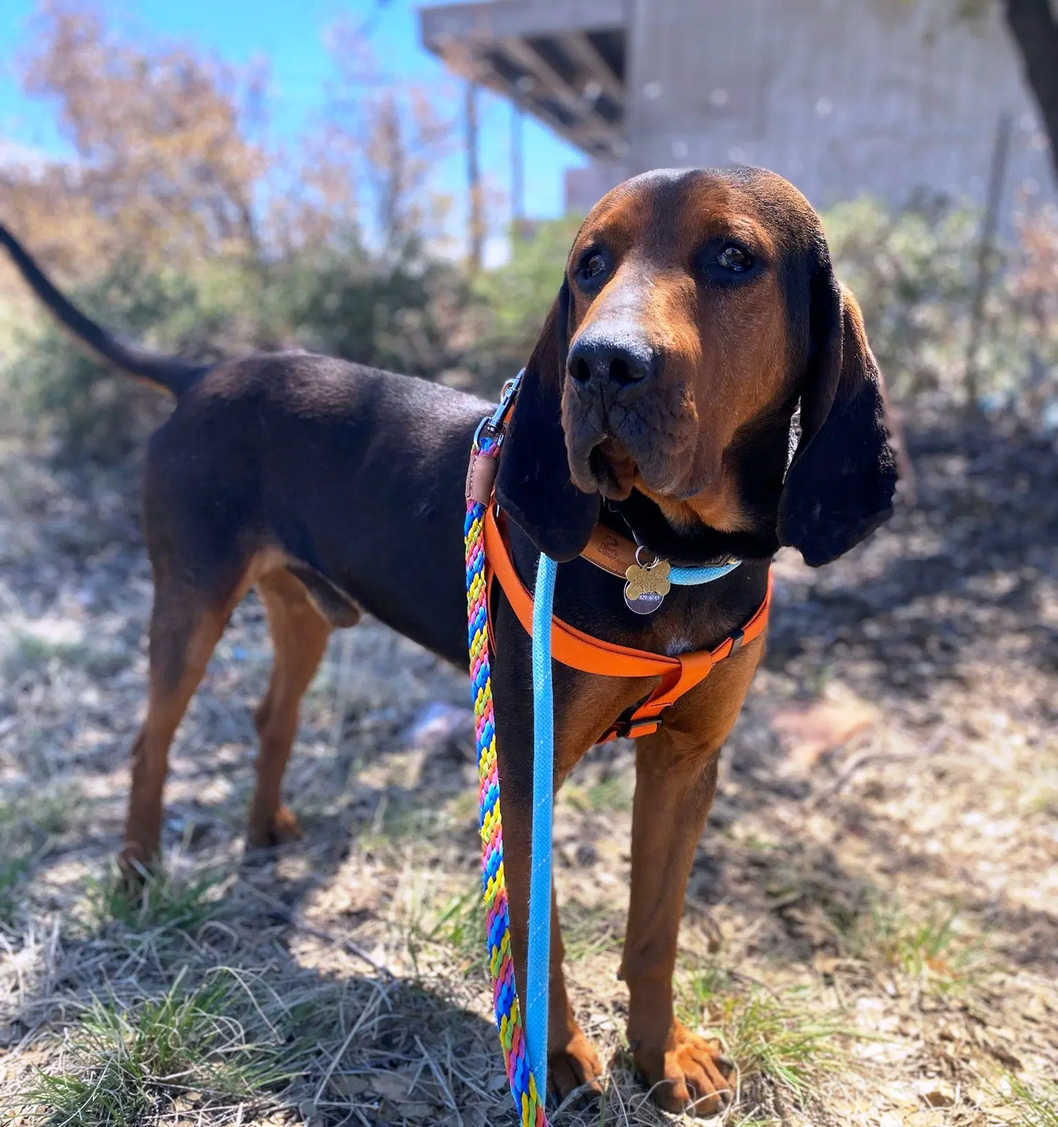 Carter - Bluetick Coonhound