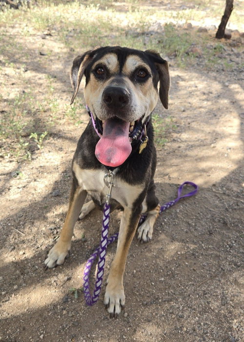 Zander, a dog for adoption from Southern Arizona Beagle Rescue