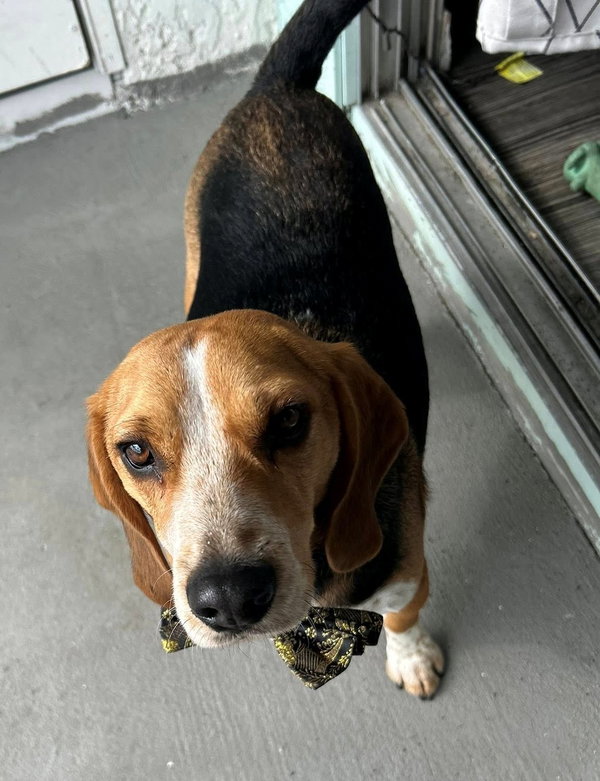 Linus COURTESY POST