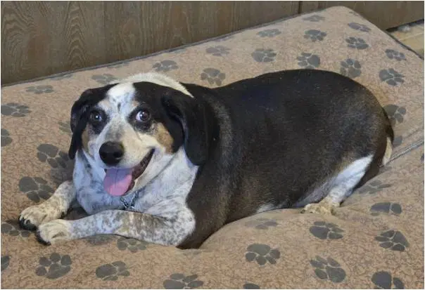 Courtesy Post Harry - Beagle