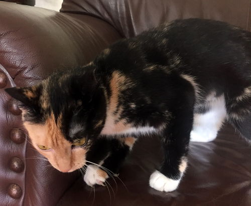 Mittens/susan