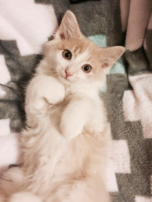 Fluffernutter