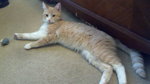 Mr. Butters/c