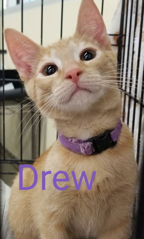 Drew/rv