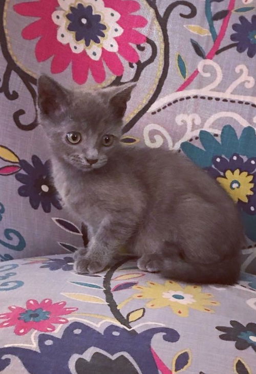 Mowgli/ja