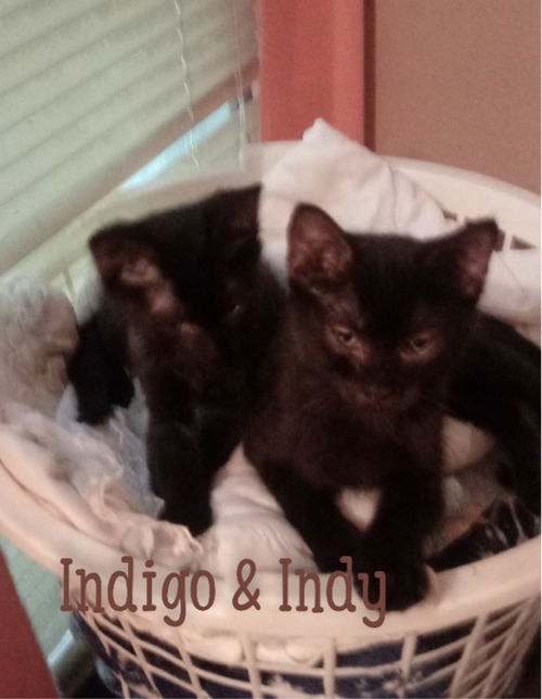 Indigo & Indy