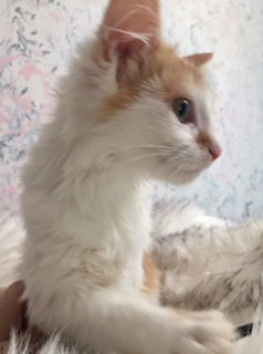 Bella/kk