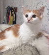 Bella/kk