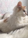Bella/kk