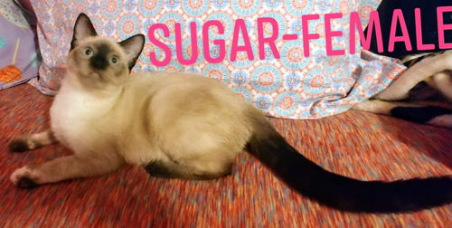 Sugar/sm