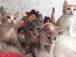 kitty 1/2/3/4/mb