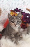 kitty 1/2/3/4/mb