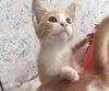 kitty 1/2/3/4/mb