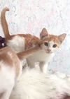 kitty 1/2/3/4/mb