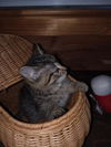 Ms Attie/kk