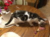 Tippy/kk