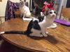 Tippy/kk