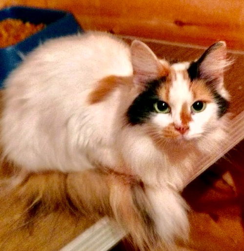Dottie/mm