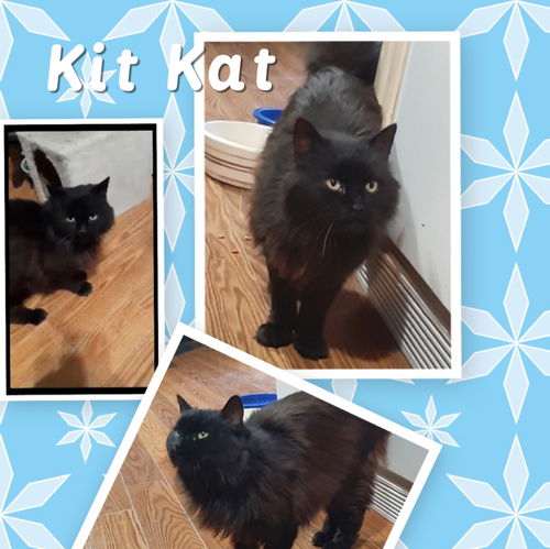Kit Kat/lw