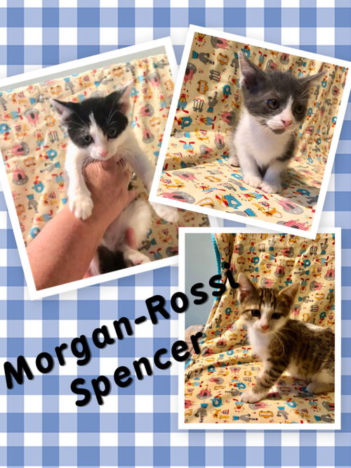 Spencer/Morgan/Rossi