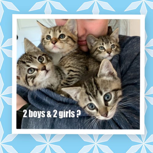 2 Tabby Boys Boots/Sam