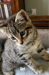 2 Tabby Boys Boots/Sam