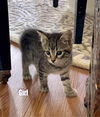 2 Tabby Boys Boots/Sam