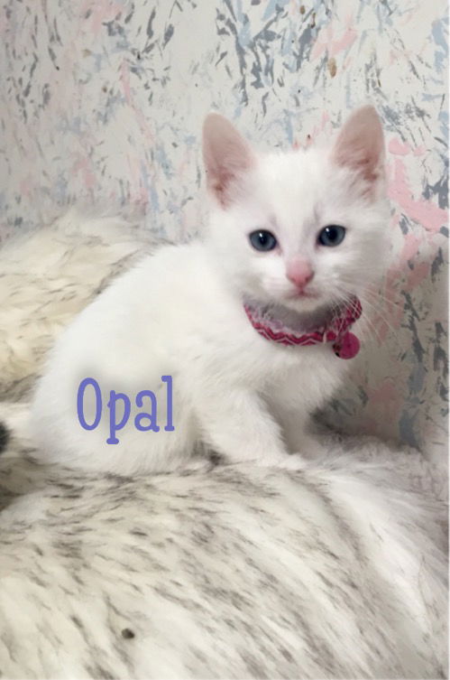 Opal/martha