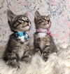 Shira/kk