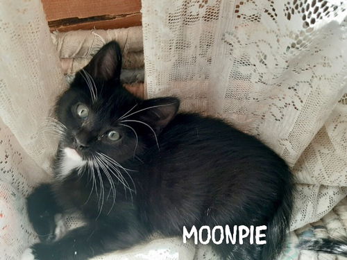 Moonpie/lw