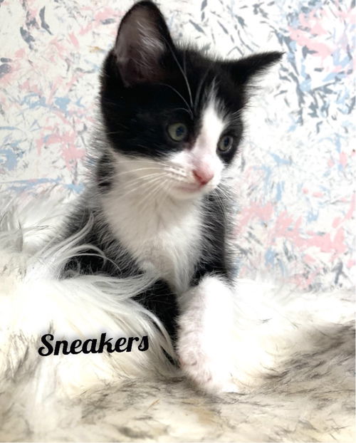 Sneakers/kk