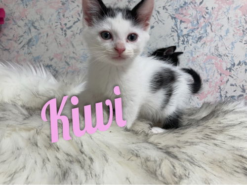 Kiwi/kk