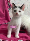 Kiwi/kk
