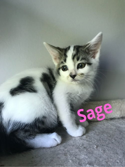 Sage/al