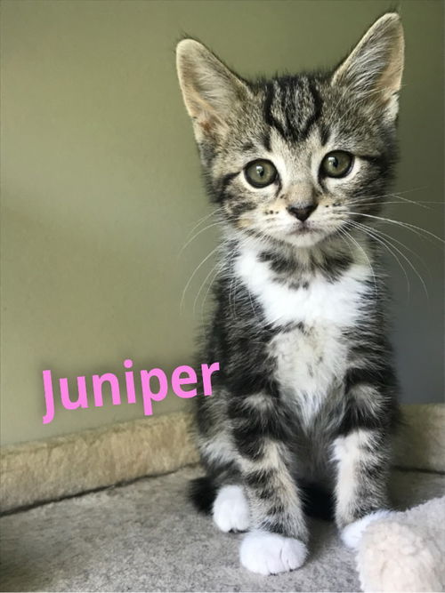 Juniper/al