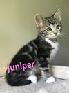 Juniper/al