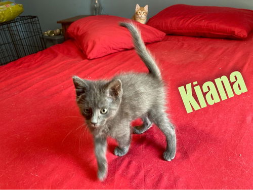 Kiana/kk
