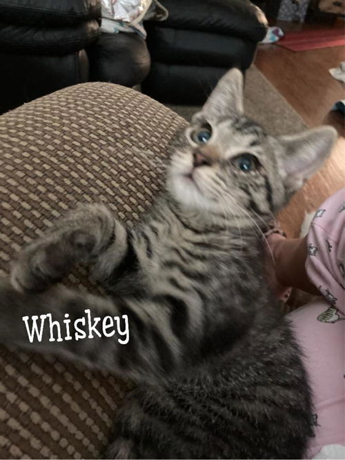 Whiskey/kk