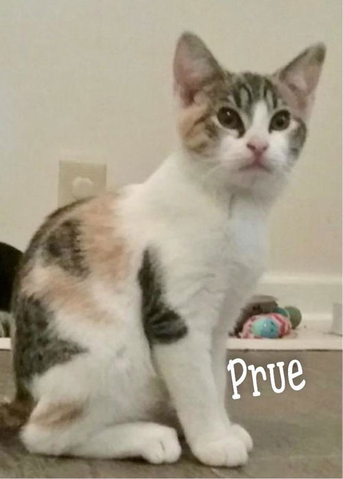 Prue/pc