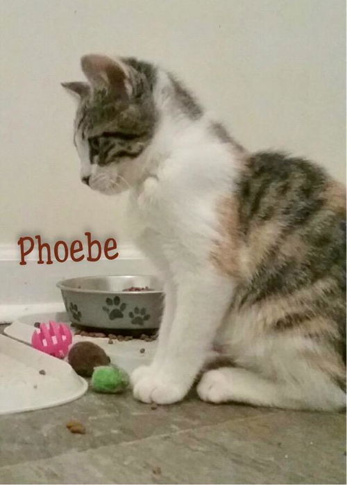 Phoebe/pc