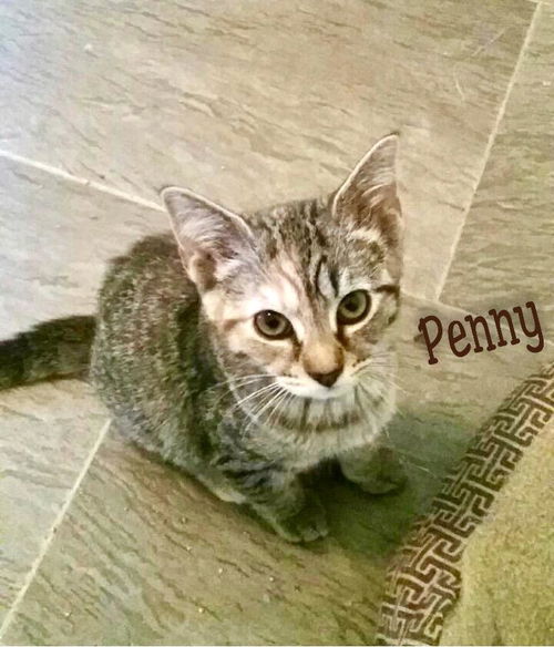 Penny/pc