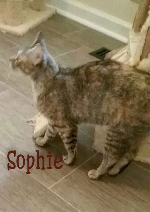 Sophie/pc