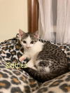 Skittles/kk