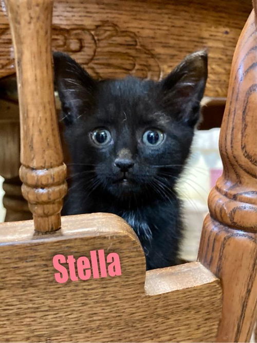 Stella/kk