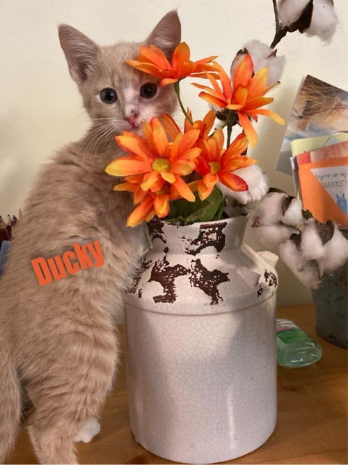 Ducky/kk