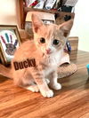 Ducky/kk