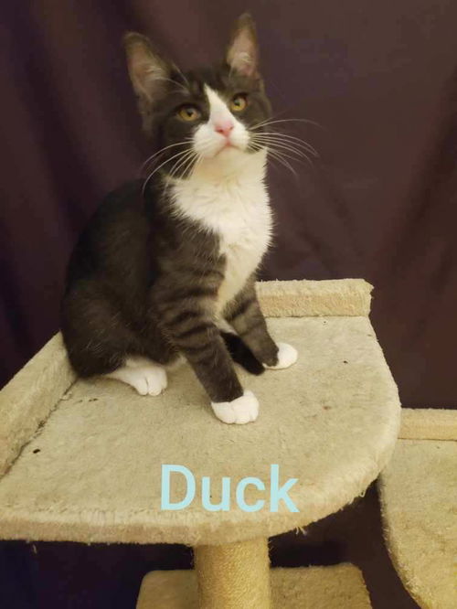 Duck/dg