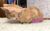 Squirt/pc