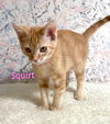 Squirt/pc