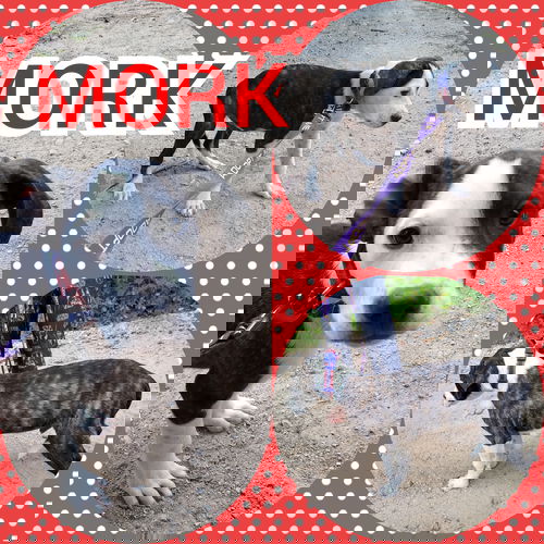 Mork/kelsee